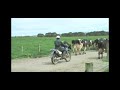 Cows in for Milking