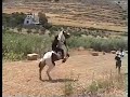 my stallion and me rearing my stallion and me rearing