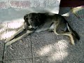 Mi perro Coraz�n