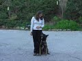 cisu obedience training