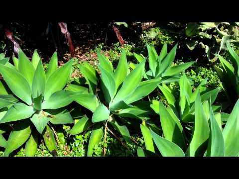how to transplant agave attenuata