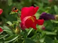 Fantaisies florales