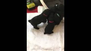 PUPPY´S FROM RUSSIAN BEARS ROCK STAR YABLINEVYI TSVIT AND AARON BEN HUR VOM DON