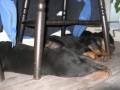 valpene v�re er blitt store