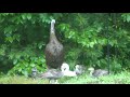 turkey turkey