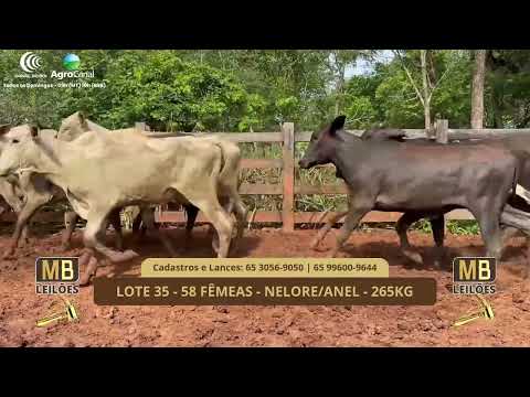 528� LEIL�O VIRTUAL MB LEIL�ES