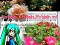 Heider'o'slein  （野バラ）、(The　German rose song)