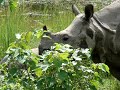 Rhino at Chitwan