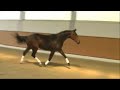 HorseBase Video (www.horsebase.de)