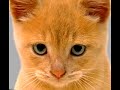 Nino - Pussy mauw - met songtekst.