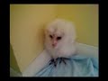 ugly duckling FLOX