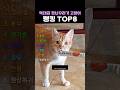 역대급 장난꾸러기 고양이 랭킹 TOP8