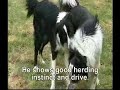 Meet the Border Collie Rescue Crew