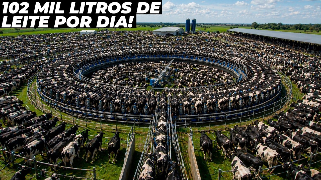 A NOVA MAIOR FAZENDA DE LEITE DO BRASIL QUE SURPREENDEU TODOS