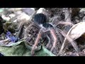 Click here to watch this video Megaphobema robustum (Columbian Giant) Spiderling
