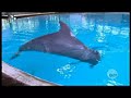 Quer - Delphinarium Nürnberg, totes Delphinbaby Quer - Delphinarium Nürnberg, totes Delphinbaby