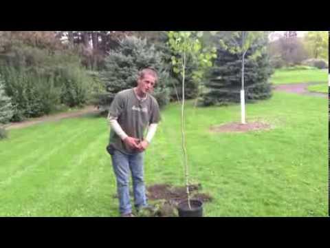 how to properly plant a tree