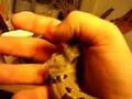 Who Says Snakes Arent Smart?