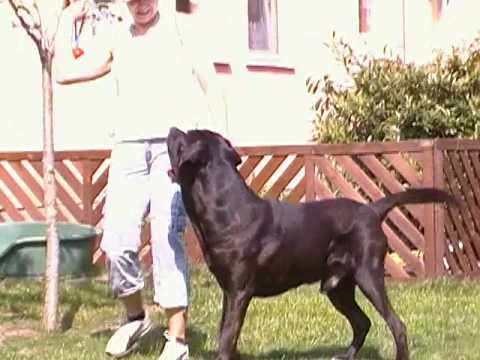 cane corso