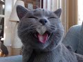 Cute Cat!!! Milo =D X