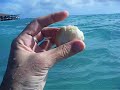 weird fish in aruba :)