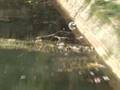 Pesti&Pescari_Bega_Timisoara