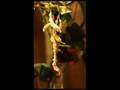videos de Häutung einer Gespenstschrecke / Extatosoma Tiaratum