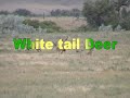 Wildlife roaming free