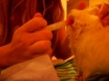 Cobaya Estrellita comiendo su papilla de verduras