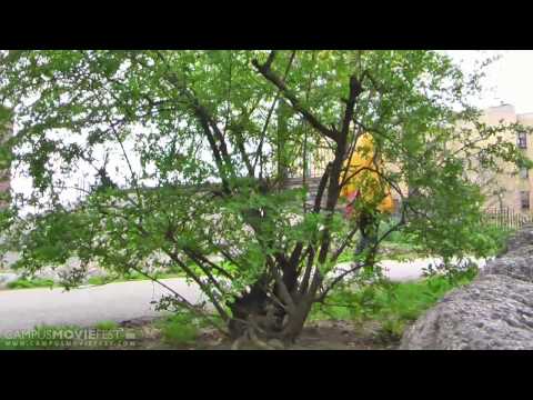Yellow Rain title=