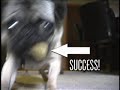 Pug 2
