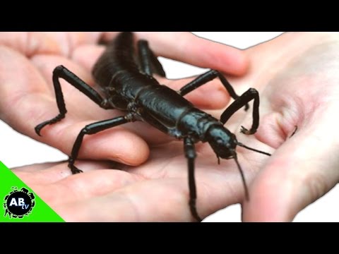YouTube reptile video