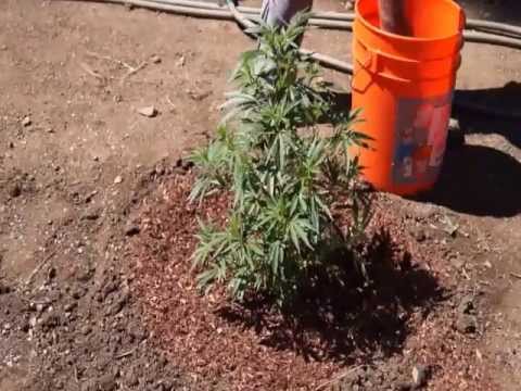 how to fertilize weed in soil