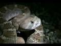 Field Herping SE Arizona