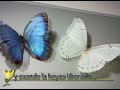 Las Mariposas por la Paz de El Salvador ya nacieron!!!