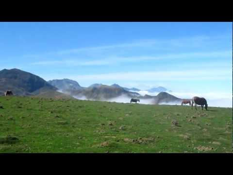 horses grand national