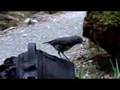 Dreaming A Spirit of Youth Aotearoa New Zealand 2oo8