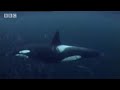 Norwegian Fjords - Wild Europe - BBC natural history