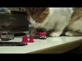 これっておもしろいのカー（猫編）