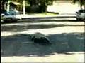 Cryptids Are Real .com - Unknown Lizard Cryptid
