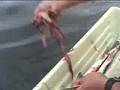 Cleaning salmon technique Coho Tyee Trout
