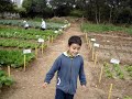 PROFESSOR DIMAS DE MELLO BRAGA   **** ***  EXISTE INTERESSE  EM  ACABAR COM A FOME NO MUNDO????****************************   REVOADA  DE  BORBOLETAS   NO  JARDIM  DAS  HORTALIÇAS   Sonho Realizado   EM 3 MESES   MANHÃ do dia   18 DE  SETEMBRO 2009 ESSA HORTA ESTÁ  ENRIQUECENDO  A ALIMENTAÇÃO DE MAIS DE 160 CRIANÇAS DA CRECHE LAR ESCOLA ...Está sendo executada voluntariamente por membros do Módulo 9 ( E OUTROS) da SBEE _ SOCIEDADE BRASILEIRA DE ESTUDOS ESPIRITAS - Dr. LEOCÁDIO JOSÉ CORREIA - CURITIBAVOLUNTARIADO & SOLIDARIEDADE  ( aos sábados - das 9 horas as..) ****** PARTICIPEM *****     *********** FINALMENTE INAUGURADA ****************OBJETIVOS:-As paredes da escola deixaram de existir ...0 presente projeto propõe a continuidade na formação da horta e pomar nos espaços improdutivos da escola,a transformação dos quintais e terrenos ociosos da comunidade em áreas de produção de alimentos. Abriu debate sobre questões ambientais atuais como Biodiversidade e Sustentabilidade. Pretende-se expor os passos para a formação de hortas e pomares bem como, a conscientização com relação ao lixo ,desperdício,reciclagem, preservação dos mananciais e o consumo sustentável... Durante a execução do projeto no qual a participação dos alunos acontece em horário normal ,são construídas situações práticas para que os mesmos vivenciem e interiorizem a conscientização ecológica através do paisagismo pedagógico (horta, pomar de frutas nativas e tradicionais; jardinagem, terrário, minhocário, compostagem, plantas medicinais, arborização do bairro, etc...Todos os passeios são registrados através de fotografias e relatórios escritos...É importante deixar claro que além de transformar terrenos ociosos e cheios de lixo em fonte de alimentação para as famílias carentes da comunidade; estamos conseguindo mudar o preconceito intelectual de que trabalhar com terra é apenas força braçal. Os alunos estão aprendendo que trabalhar numa horta é produzir alimentos para uma vida mais saudável,que fazer compostagem é reaproveitar restos de alimentos para adubar hortas, jardins e evitar o desperdício, que os restos das próprias hortaliças servem para o composto e as sementes são guardadas para posterior plantio,que eles cuidarão da terra,das outras pessoas e de si mesmos,que fazer uma horta em sua casa é uma atitude para uma VIDA COM MAIS QUALIDADE, ECOLOGICAMENTE SUSTENTÁVEL, ECONOMICAMENTE VIÁVEL E CULTURALMENTE ACEITA....Com isso são valorizados em suas famílias como  AGENTES PRODUTORES DE ALIMENTOS  e capazes de compartilhar em casa o que estão aprendendo na escola, além de conteúdos, atitudes como liderança, solidariedade, companheirismo, hábitos de higiene, alimentação saudável, senso crítico ao consumismo e ao desperdício. A horta da escola tornou-se um laboratório(sementeiro) onde as mudas são transplantadas para a idéia principal do Projeto:- Uma horta em cada quintal da comunidade. (Lembra da horta da vovó!?).Tornou-se hábito a visita e participação diária dos pais na escola, trocando experiências para que possam produzir sua própria horta,promovendo a melhoria da qualidade de suas vidas,com alimentos NATURALMENTE SAUDAVEIS, AMBIENTALMENTE CORRETO, SOCIALMENTE JUSTO E DELICIOSAMENTE PURO...TOTALMENTE SEM AGROTÓXICOS. ÁGUA PARA IRRIGAÇÃO - DA CHUVA -MÚSICA:-   The Entertainer  ( Scott Joplin & George Gershwin ) - do filme   GOLPE DE MESTRE TUDO O QUE  EU FIZER PODE SER INSIGNIFICANTE, MAS É MUITO IMPORTANTE QUE EU FAÇA!