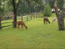 Llamas and Alpacas Llamas and Alpacas