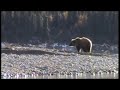 Red Salmon and Brown Bears