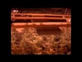Würzburg: Größter Drogenfund ever in Bayern. Beute: ca. 3.000 Marihuana-Pflanzen!
