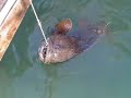 Groper Feeding-On The Inlet Restaurant