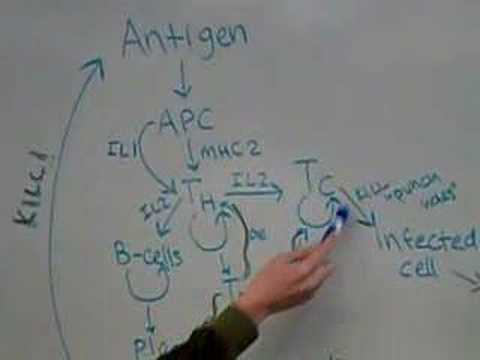 Melissa and Lacey on Immunology