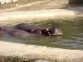 Ippopotamo