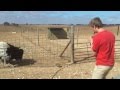 Video: Ostrich Charmer