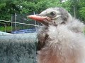 Blue Jay Chick - Sweetness Blue Jay Chick - Sweetness